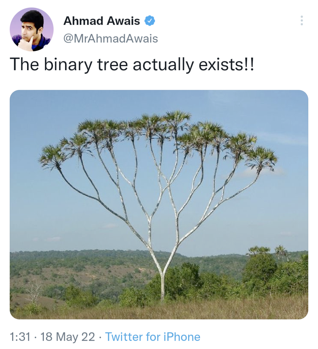 The meme is an image of a tree with a single trunk, but instead of branches, it has multiple trunks that split off in different directions, resembling a binary tree data structure. The text overlayed on the image reads "The binary tree actually exists!!"